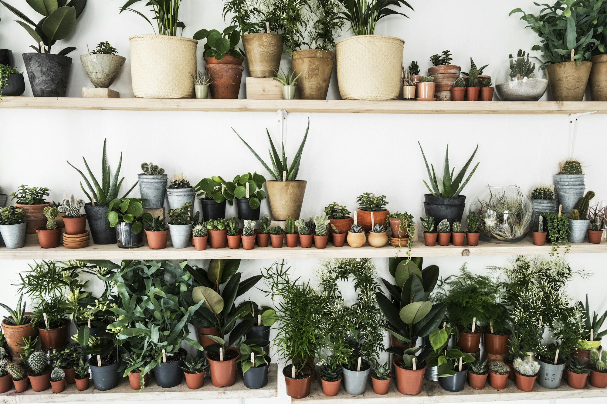 Large selection of plants in flowerpots on shelves in a plant shop.